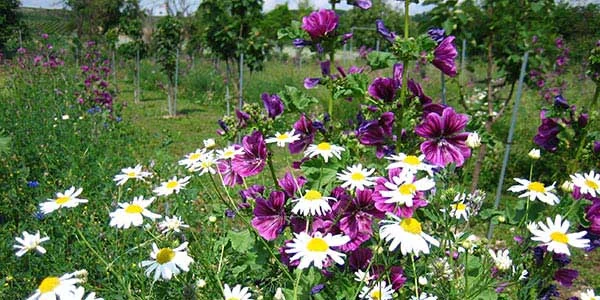 Impression aus dem Quittengarten 3